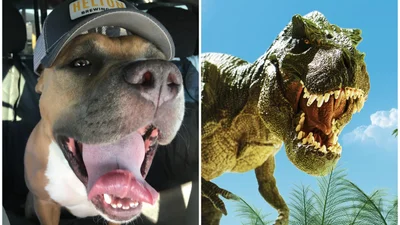 Если вы не знали, как кричит динозавр, послушайте этого смешного собаку