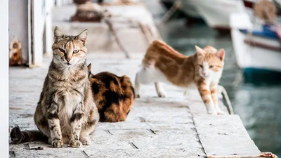 На греческом острове ищут смотрителя котиков, и это действительно лучшая в мире работа