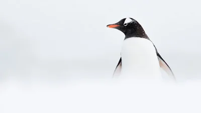 Создание холода: лучшие фотографии дикой природы, сделанные в Антарктике