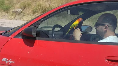 Хуже маршрутки: нелепые и безумные водители, которым точно не место на дорогах