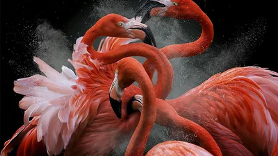 Bird Photographer Of The Year 2018: цей фотоконкурс перенесе тебе у магічний світ птахів