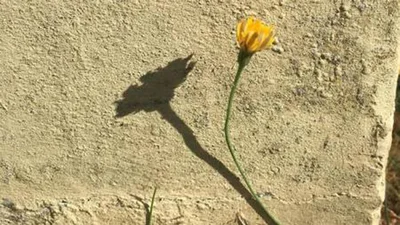 Эти тени отказались выглядеть, как их владельцы, и это странное зрелище