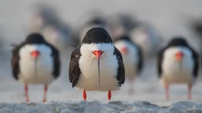 Comedy Wildlife Photography Awards 2018: наиболее забавные фото животных в этом году