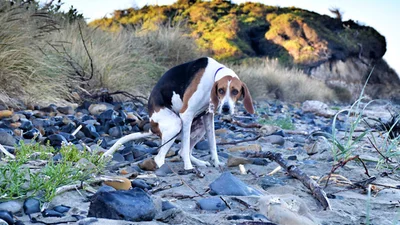 Календарь с какающими собаками - извращенная вещь, которую ты никогда себе не купишь