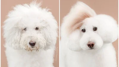 Впечатляющие доказательства, что стрижка меняет собак так же, как и людей