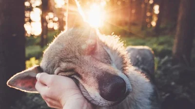 Фото з собакою в стилі #FollowMeTo - зворушливий тренд для любителів подорожей