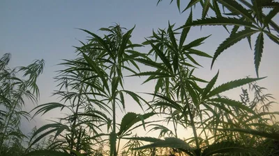 В Канаде легализовали марихуану, и теперь там все будут счастливыми