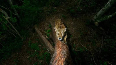 Лучшие снимки дикой природы 2018 - удивительная фауна во всей красе