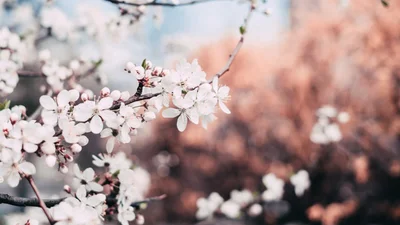 Нежданно-негаданно в Японии среди осени зацвела сакура