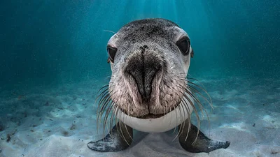 Химерний світ під водою: показали переможців конкурсу підводної фотографії 2018
