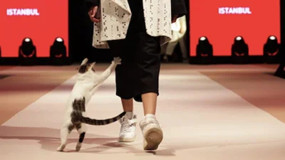 Пушистая модель: наглая кошка стала звездой модного показа в Стамбуле
