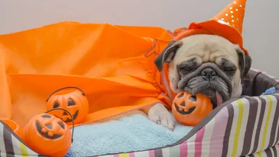 Ці тваринки підкорять тебе своїми мімішними костюмчиками на Хелловін-2018