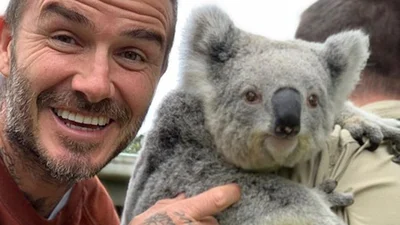Дэвид Бекхэм посетил зоопарк в Австралии и наделал кучу няшних фото с животными