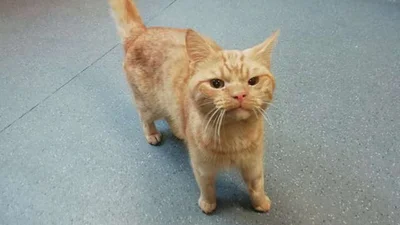 Grumpy Cat 2.0: в мережі знайшли нову найпохмурішу кіску