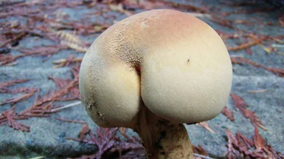 Грибы в виде попок: эта вульгарная подборка не для тех, у кого есть стыд