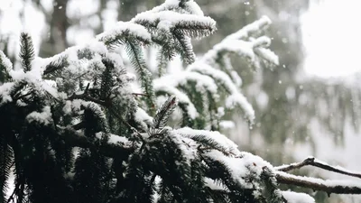 Зимушка-зима: у Києві випав перший сніг