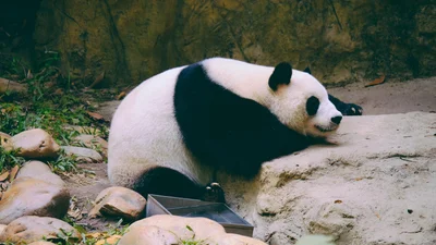 Забавное видео о том, как панда радуется первому снегу, сделает твой день