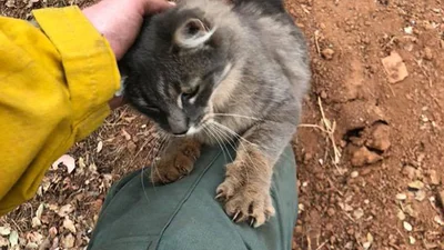 Чоловік врятував котика від пожежі, а той тепер не хоче злазити з його ручок