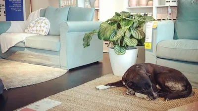IKEA придумала трогательный способ спасать уличных собак от холода