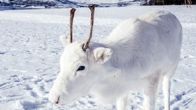 Природное чудо: в сети появились снимки редкого белого оленя