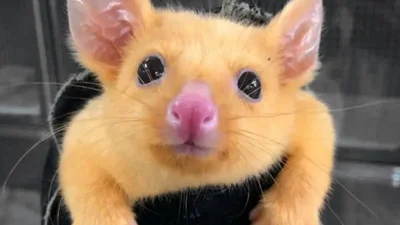 Нашли забавную зверюшку, которая совсем похожа на Пикачу