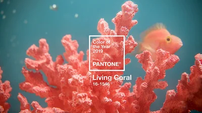 Pantone выбрали самым модным цветом 2019 года "живой коралловый"