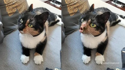 Девушка превращает животных на странных существ, и после увиденного будет страшно спать