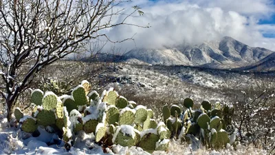 В спекотній Аризоні випав сніг: засніжені кактуси - дуже дивне видовище