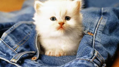 Дві кішки живуть в окремій квартирі майже за 2 тисячі доларів