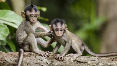 Максимально мимимишно: уставшая обезьянка изо всех сил пытается не уснуть