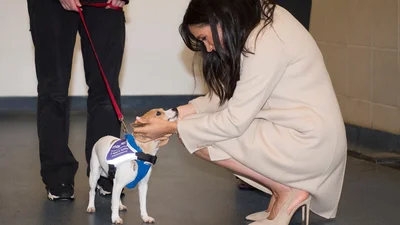 Меган Маркл потискала собачку и она сразу нашла себе дом