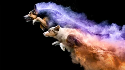 Фотограф превратил собак на яркие кометы, и это - чудо из чудес