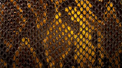 Ядовитая змея с именем бывшего: австралийский зоопарк знает толк в конкурсах