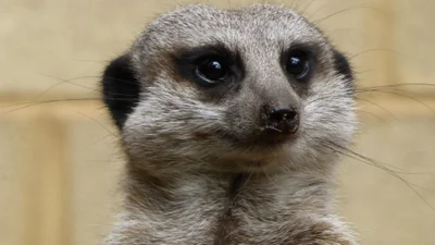 “Помста” до Дня закоханих: назвати таргана на честь колишнього і нагодувати ним сурикатів