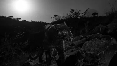 Вперше за 100 років сфотографували рідкісного чорного леопарда, і це унікальне видовище