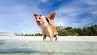 Багамські свинки переплутали попку фітнес-моделі з ласощами і трохи її надгризли