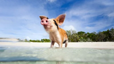 Багамські свинки переплутали попку фітнес-моделі з ласощами і трохи її надгризли