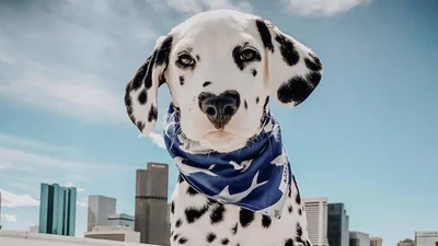 Щенок с пятном-сердечком на носу покорил сеть и тебя тоже покорит