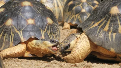 Черепахи встречались 50 лет и разошлись - такой истории любви вы еще не слышали