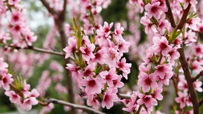 Выходные в апреле 2019: сколько дней будут отдыхать украинцы