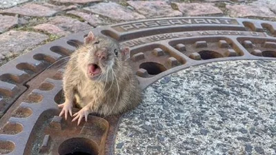 Спасение толстенькой крысы: в Германии провели необычную спасательную операцию (відео)