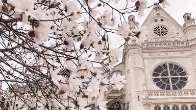 В Париже зацвела магнолия - и это захватывающая красота