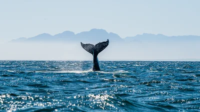Вот это приключение: кит-добряк выплюнул дайвера, который случайно попал ему в рот