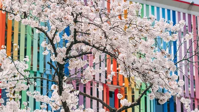 В Южной Корее зацвели вишни - это самое красивое доказательство, что весна уже пришла