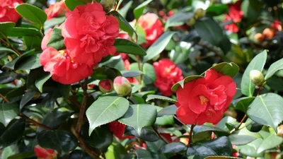 Сад Букінгемського палацу потонув у цвіті камелії