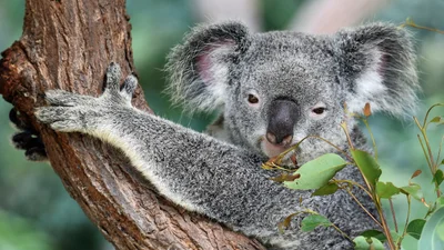Відео дня: нахабна коала окупувала машину бідолашного австралійця