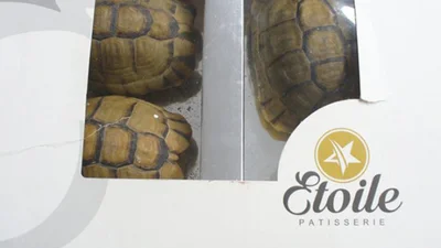 Бешеный дедушка пытался вывезти из Каира редких черепах под видом пирожных