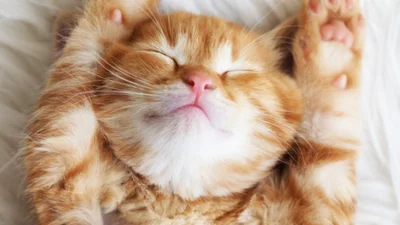 Как научиться рано просыпаться