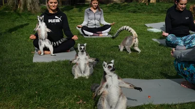 Оце так дивина: у британському готелі проводять заняття йогою з лемурами