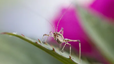 Ученые обнаружили музыку, которая отпугивает комаров, и теперь мы все спасены